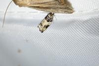 Gypsonoma sociana