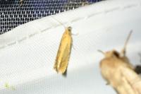 Lathronympha strigana