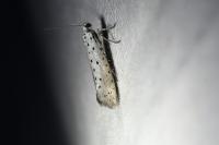 Yponomeuta