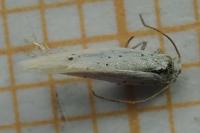Elachista dispunctella