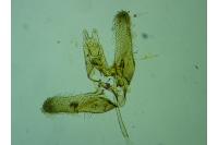 Elachista dispunctella
