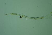 Elachista dispunctella
