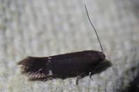 Aproaerema suecicella
