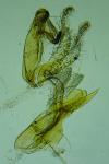Aproaerema suecicella
