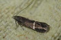 Aproaerema albifrontella