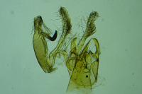 Aproaerema albifrontella