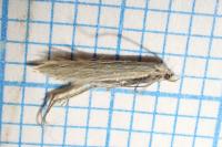 Coleophora striatipennella