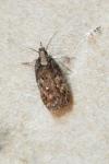 Depressaria albipunctella