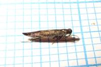 Coleophora mayrella