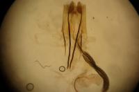 Coleophora mayrella
