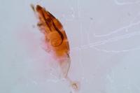 Coleophora mayrella