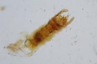 Aethes bilbaensis