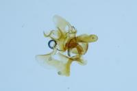 Aethes bilbaensis