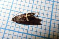 Aproaerema larseniella