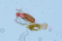 Aproaerema larseniella
