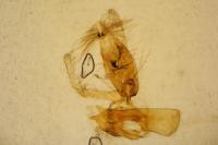 Aproaerema larseniella