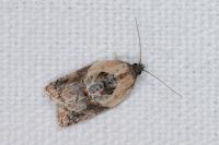 Acleris variegana
