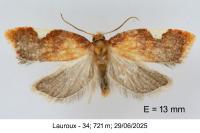 Acleris holmiana