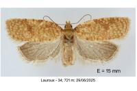 Acleris quercinana