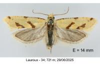 Aethes flagellana