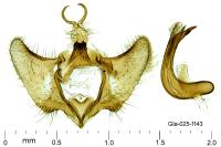 Aethes flagellana