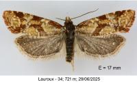 Aethes hartmanniana
