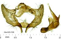 Aethes hartmanniana