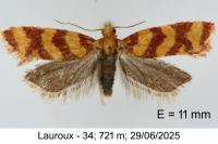 Aethes rutilana