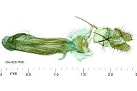 Aethes rutilana