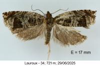 Ancylis achatana