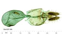 Ancylis achatana