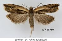 Ancylis apicella