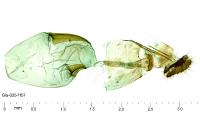 Ancylis apicella