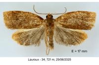 Archips rosana