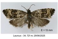 Celypha rurestrana