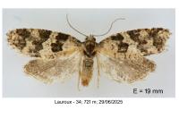 Cnephasia stephensiana