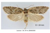 Eana incanana