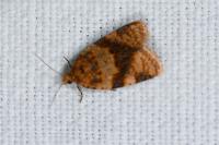 Epagoge grotiana
