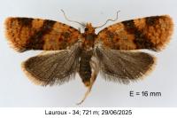 Epagoge grotiana