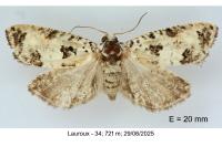 Epinotia dalmatana