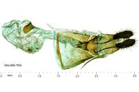 Epinotia dalmatana