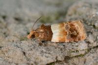 Epinotia festivana