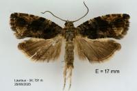 Eudemis profundana