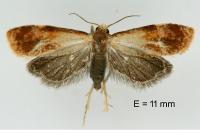 Gynnidomorpha rubricana