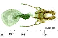 Gynnidomorpha rubricana