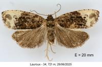 Hedya nubiferana