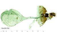 Hedya nubiferana