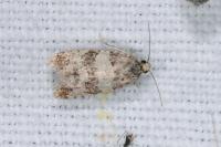 Isotrias rectifasciana