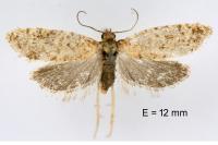 Isotrias stramentana