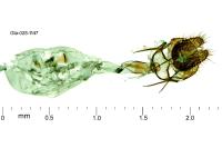 Isotrias stramentana